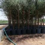 Agricultural nursery in Dammam-8