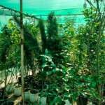 Agricultural nursery in Dammam-1