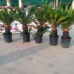 Agricultural nursery in Dammam