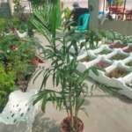 Agricultural nursery in Dammam-3