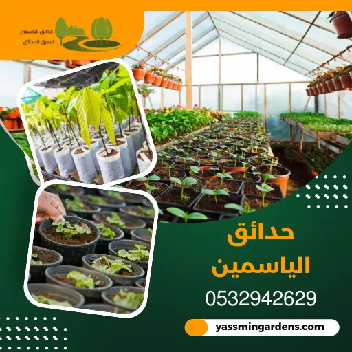 مشتل زراعي بالدمام 0532942629 توريد اشجار ونباتات وورود