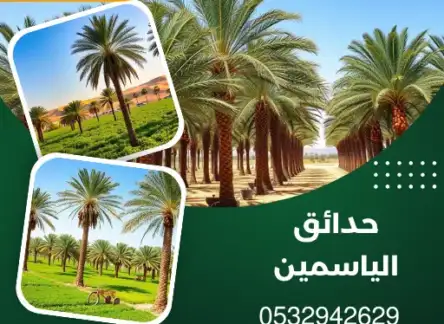 مزرعة نخيل واشنطن وعربي بالدمام | للتواصل 0532942629 1 مزرعة نخيل واشنطن وعربي بالدمام | للتواصل 0532942629