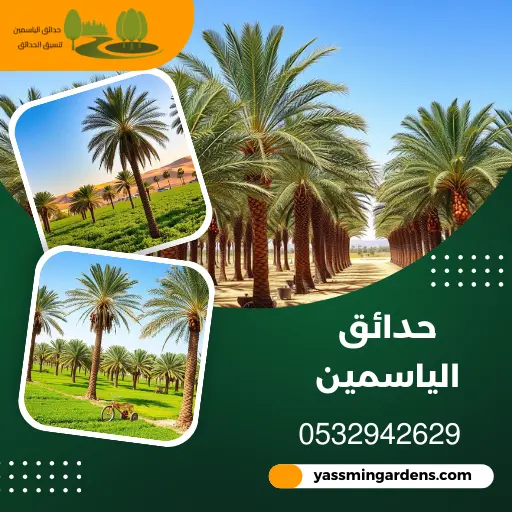 مزرعة نخيل واشنطن وعربي بالدمام | للتواصل 0532942629