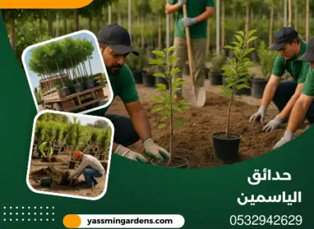 توريد أشجار الدمام مشاتل حي الخليج | أجود الشتلات والنباتات 0532942629