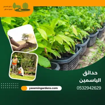 مشتل زراعي توريد أشجار القطيف