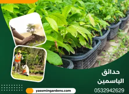 مشتل زراعي توريد أشجار القطيف