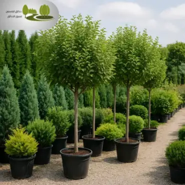 مشتل زراعي في حي الشاطئ 0532942629 | توريد أشجار شركة حدائق الياسمين