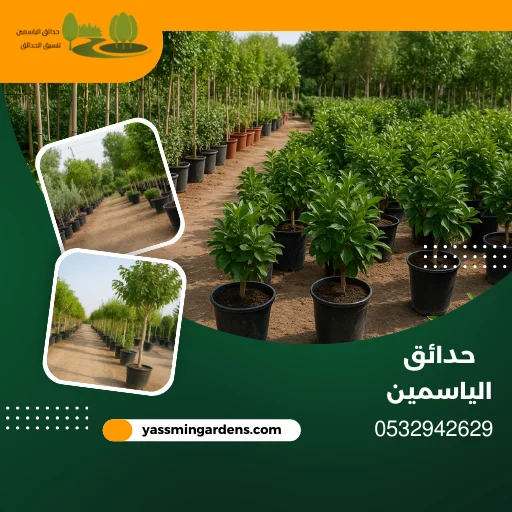 مشتل زراعي وتوريد جميع انواع الاشجار الجبيل