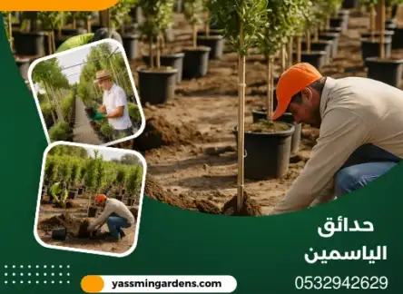مشتل زراعي وتوريد جميع انواع الاشجار حي الروضة 0532942629