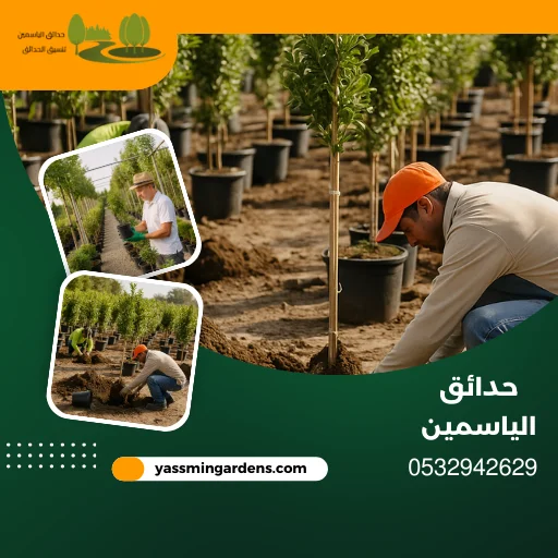 مشتل زراعي وتوريد جميع انواع الاشجار حي الروضة