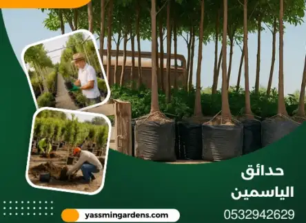 مشتل زراعي وتوريد جميع انواع الاشجار حي السيف 0532942629
