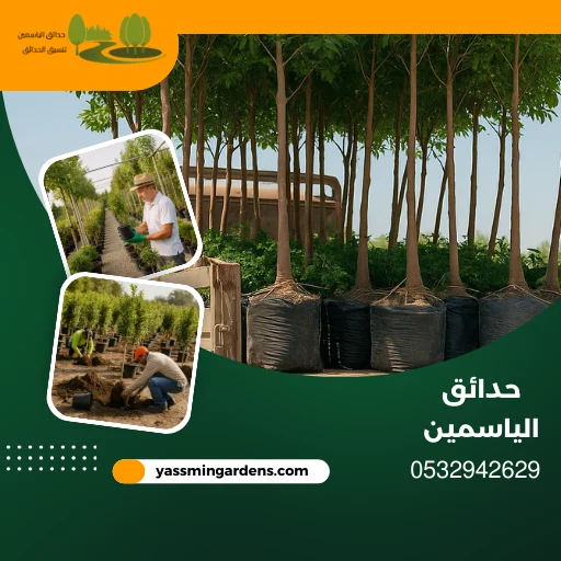 مشتل زراعي وتوريد جميع انواع الاشجار حي السيف